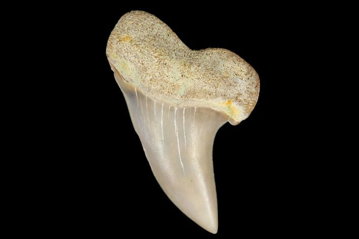 1.36" Fossil Shark Tooth (Carcharodon planus) - Bakersfield, CA